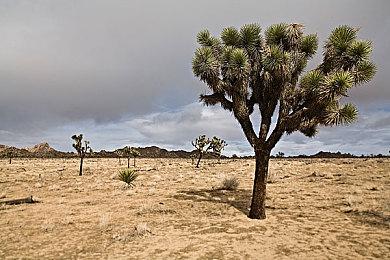 《鬼谷八荒》Switch版预告及截图 将于2月1日发售